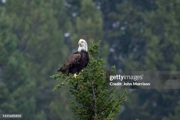 Eagle Spring Tree 3,139 Bald Eagle Tree Stock Photos, High-Res Pictures, and Images ...