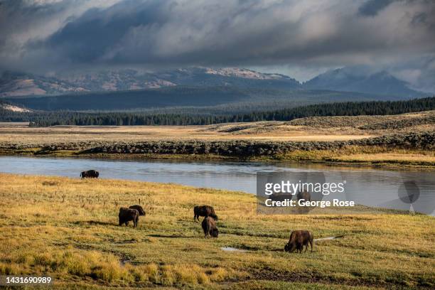 Herd of bison graze along the Yellowstone River in Hayden Valley on September 23 near Canyon Village, Wyoming. Yellowstone National Park, America's...