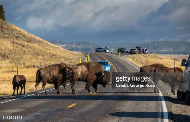 Herd of bison stops traffic along the highway in Hayden Valley on September 23 near Canyon Village, Wyoming. Yellowstone National Park, America's...