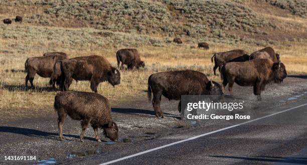 Herd of bison graze along the highway above the Yellowstone River in Hayden Valley on September 23 near Canyon Village, Wyoming. Yellowstone National...