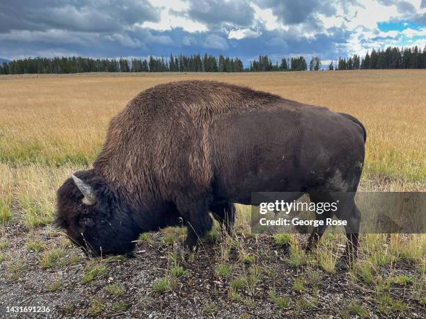 Bison grazes along the highway above the Yellowstone River in Hayden Valley on September 23 near Canyon Village, Wyoming. Yellowstone National Park,...