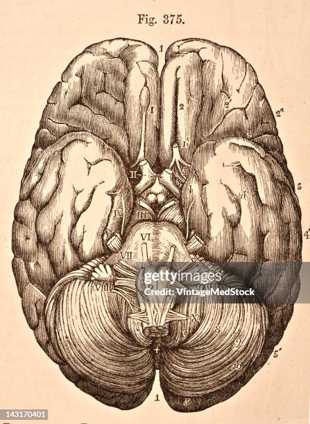 Medical illustration from 'Quain's Elements of Anatomy, Eighth Edition, Vol.II' depicts the base of the brain with the origins of the cerebral...