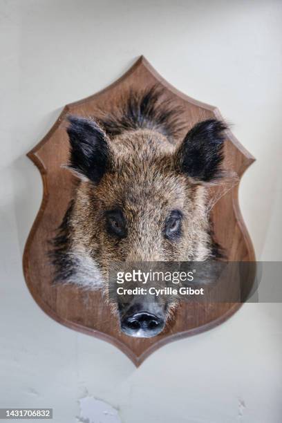 wild boar head on wall - taxidermy bildbanksfoton och bilder