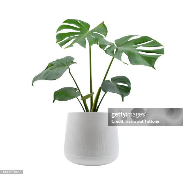 monstera trees planted isolated on white background - zierpflanze stock-fotos und bilder