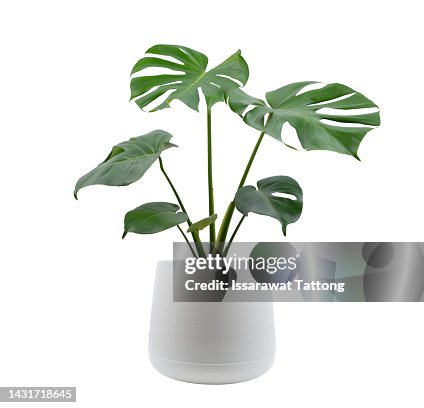 Monstera trees planted isolated on white background Monstera trees planted isolated on white background