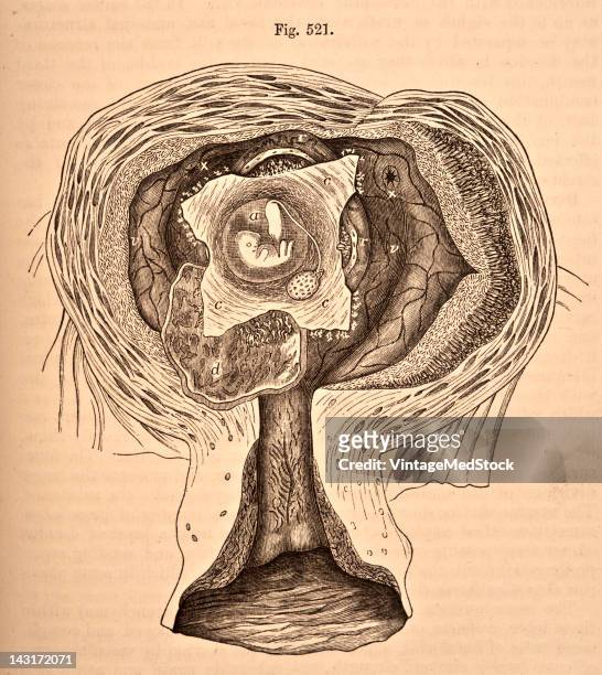 Medical illustration from 'Quain's Elements of Anatomy, Eighth Edition, Vol.II' depicts the embryo of a chick at the end of the fourth day, 1876.