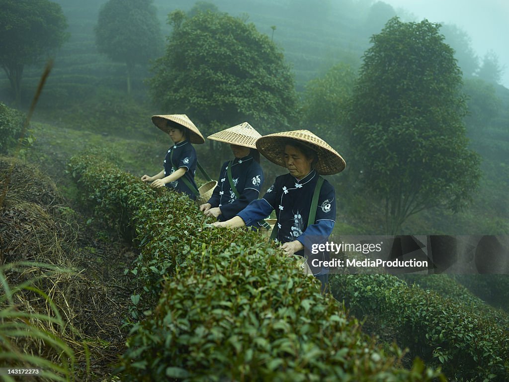 Tea pickers