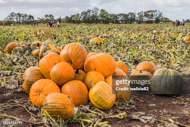 pile of pumpkins - pumpkin patch stock pictures, royalty-free photos & images