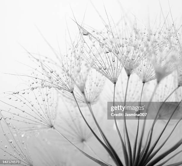 dandelion seed with water drops - 黑白片 個照片及圖片檔