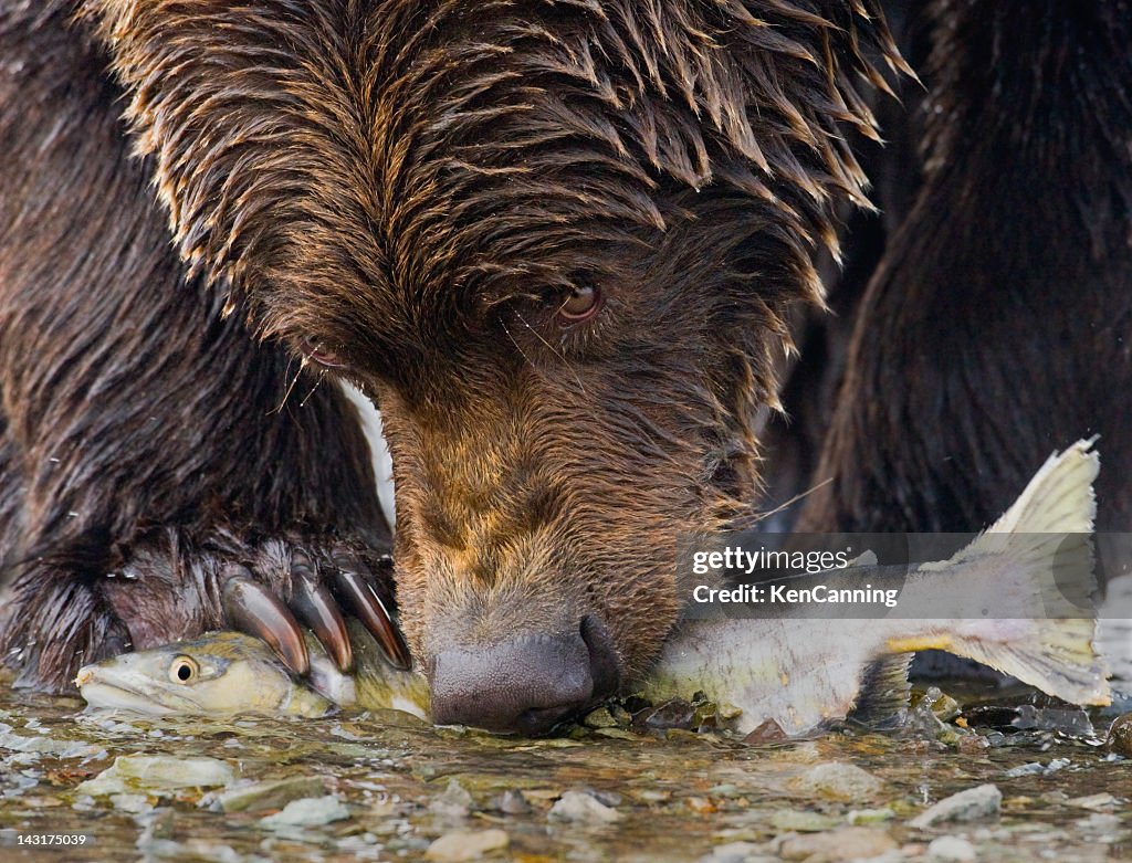 Bear with Salmon