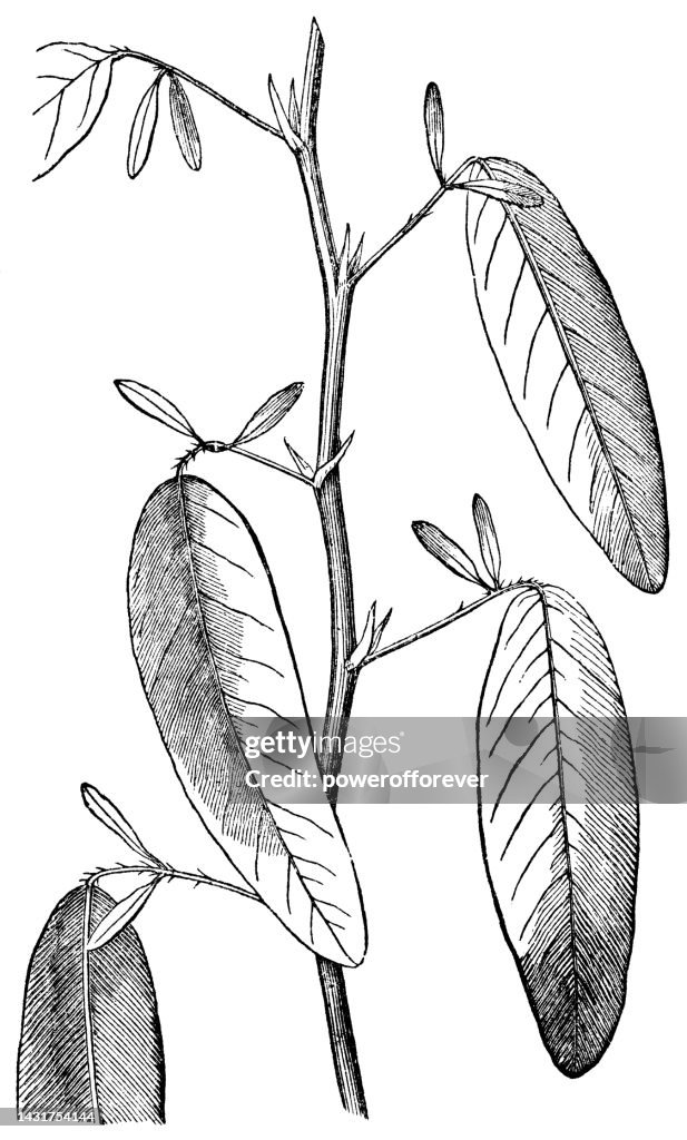 Telegraph Plant (Codariocalyx Motorius) Stem with Leaves - 19th Century