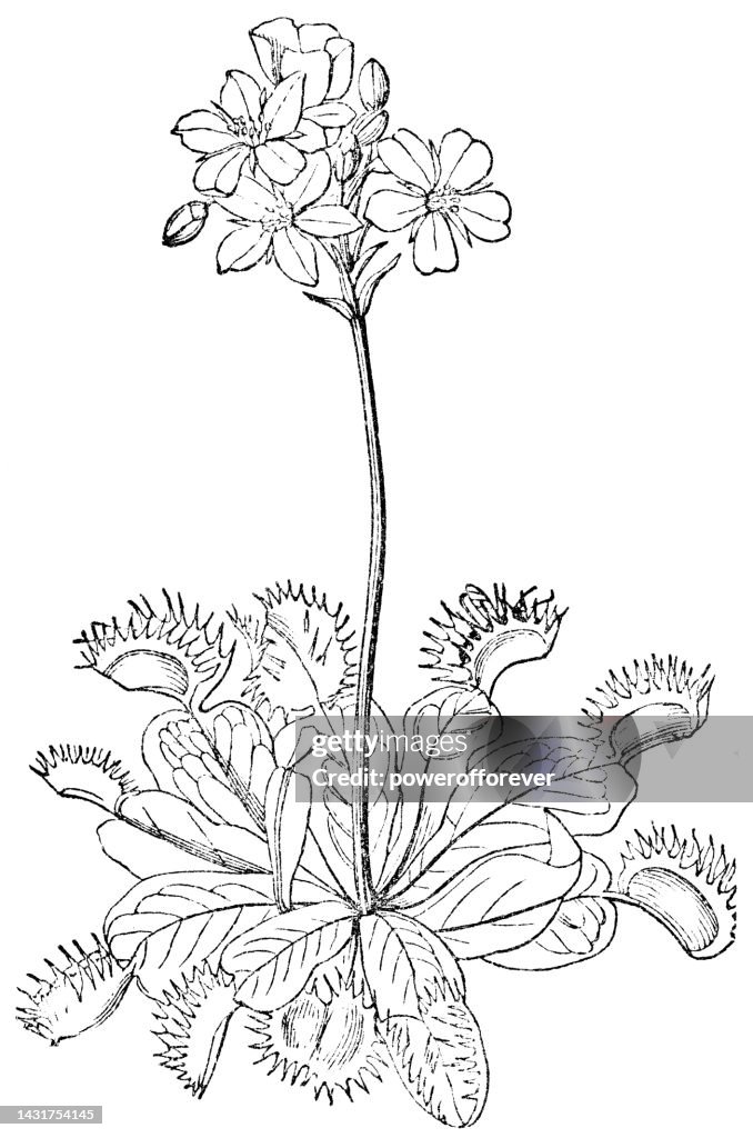 Venus Flytrap Plant (Dionaea Muscipula) - 19th Century