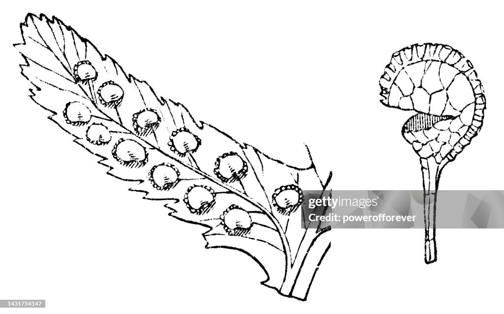 Wood Fern Plant (Dryopteris) Sori Sporangia Spores - 19th Century