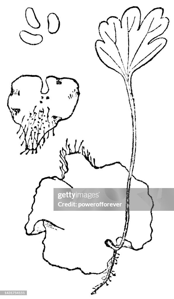 Maidenhair Fern Plant (Adiantum) Spores, Prothallus and Sporophyte - 19th Century