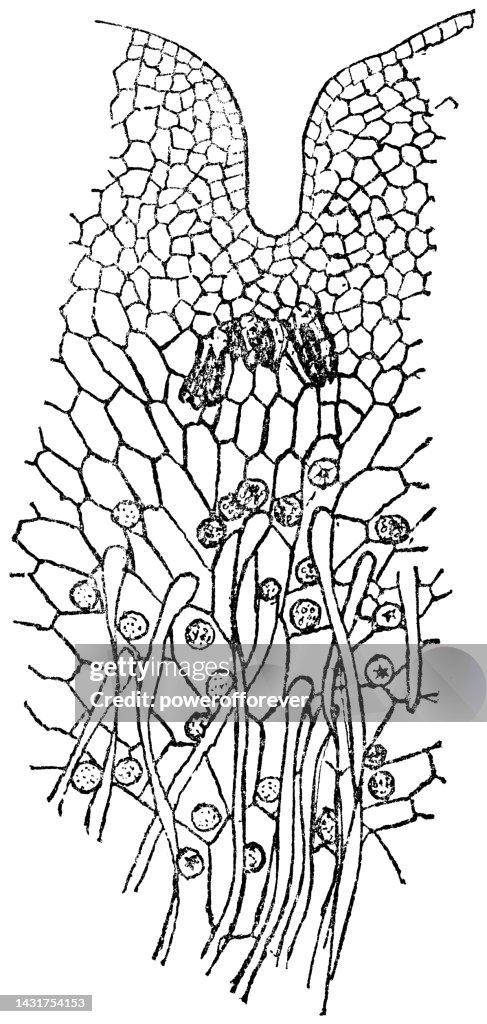 Maidenhair Fern Plant (Adiantum) Prothallus with Antheridia and Archegonia - 19th Century