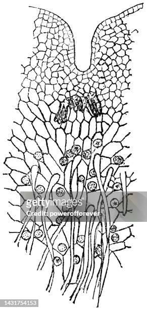 maidenhair fern plant (adiantum) prothallus with antheridia and archegonia - 19th century - archegonia stock illustrations