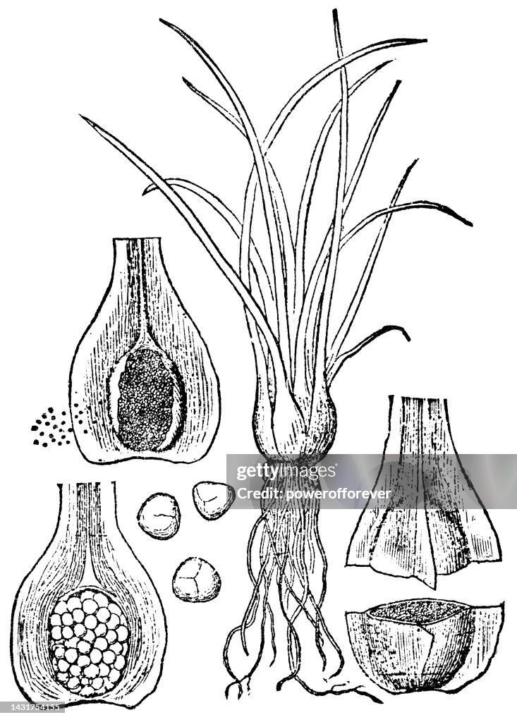 Quillwort Plant (Isoetes) Megasporangia, Microsporangia Cross Sections and Spores - 19th Century