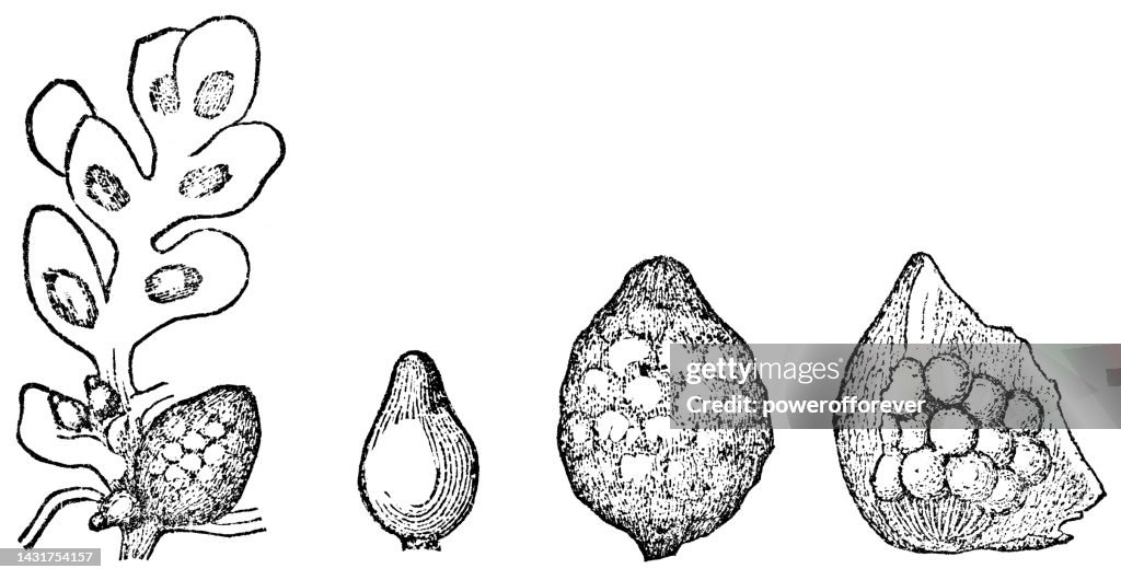 Water Fern Plant (Azolla) Megasporangia and Microsporangia - 19th Century