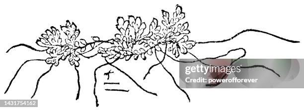 water velvet fern plant (azolla cristata) - 19th century - azolla stock illustrations