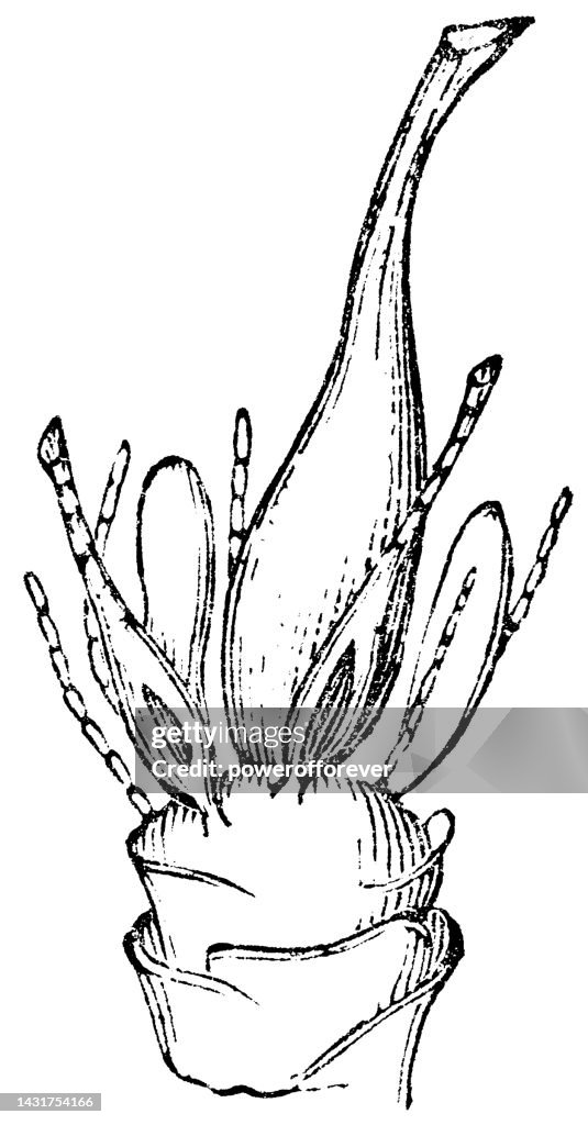 Baby Tooth Moss Plant (Plagiomnium Cuspidatum) Antheridium and Archegonium - 19th Century
