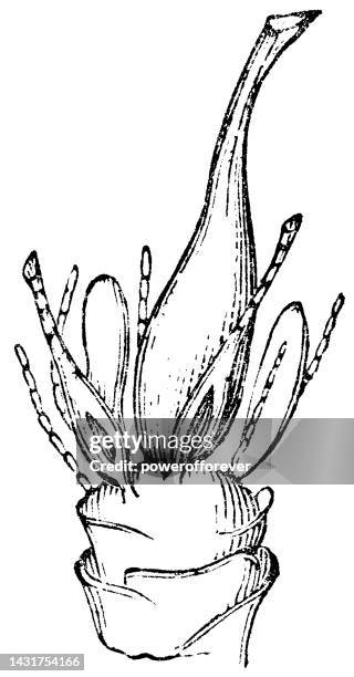 baby tooth moss plant (plagiomnium cuspidatum) antheridium and archegonium - 19th century - archegonia stock illustrations