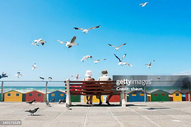 ビーチでの昼食 - seagull ストックフォトと画像