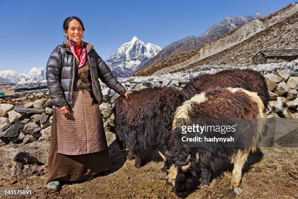 old nepali woman hearding yaks - asian ox 個照片及圖片檔