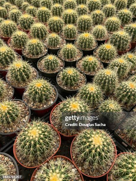 golden barrel cactus plants for sale - golden barrel cactus stock pictures, royalty-free photos & images