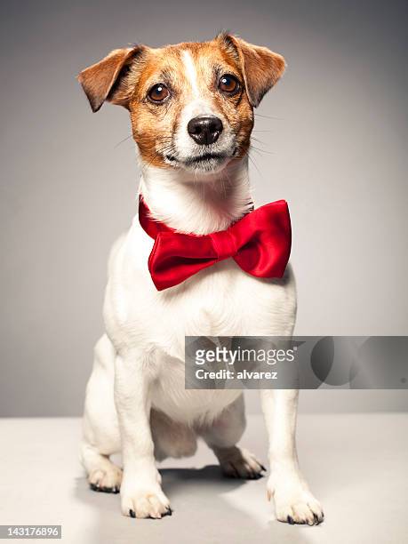 portrait of a jack russel terrier - bow tie stock pictures, royalty-free photos & images