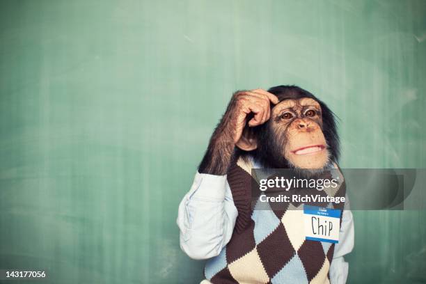 young chimpanzee nerd student scratches head - funny monkeys stockfoto's en -beelden