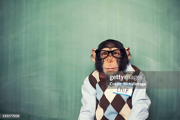 chip the chimp - ape stock pictures, royalty-free photos & images