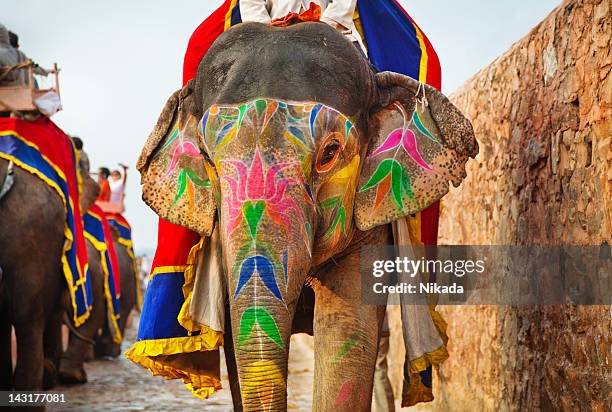 indian elephants in jaipur - indian elephant 個照片及圖片檔