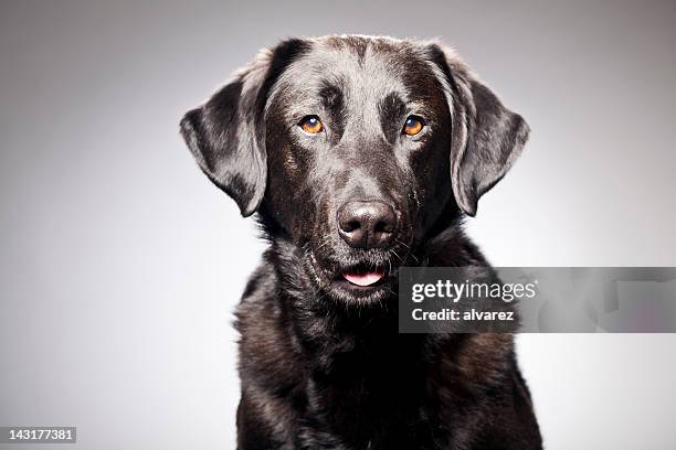 porträt einer black labrador - labrador white background stock-fotos und bilder