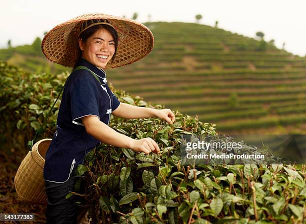 young tea picker - tribal head gear in china stock pictures, royalty-free photos & images