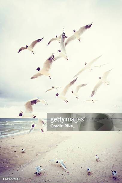 black kopf gulls an der ostsee - seagull stock-fotos und bilder