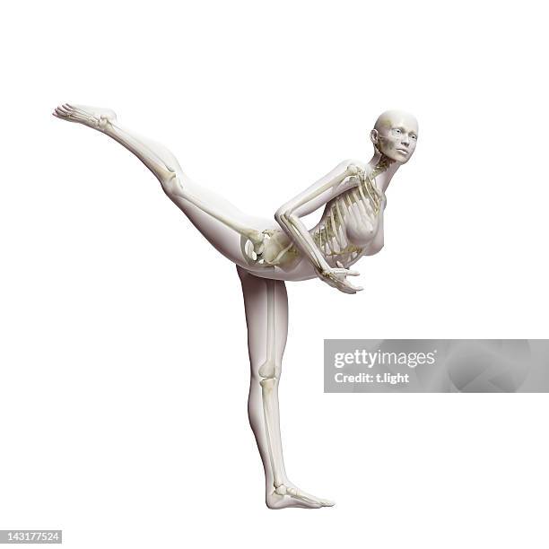 anatomische ballett-modell - tierkörper stock-fotos und bilder