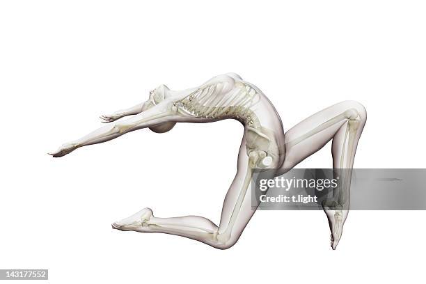 解剖バレエモデル - 動物の骸骨 ストックフォトと画像