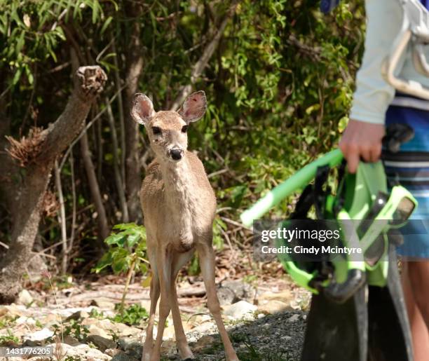 white-tailed deer and person - virgin islands national park stockfoto's en -beelden
