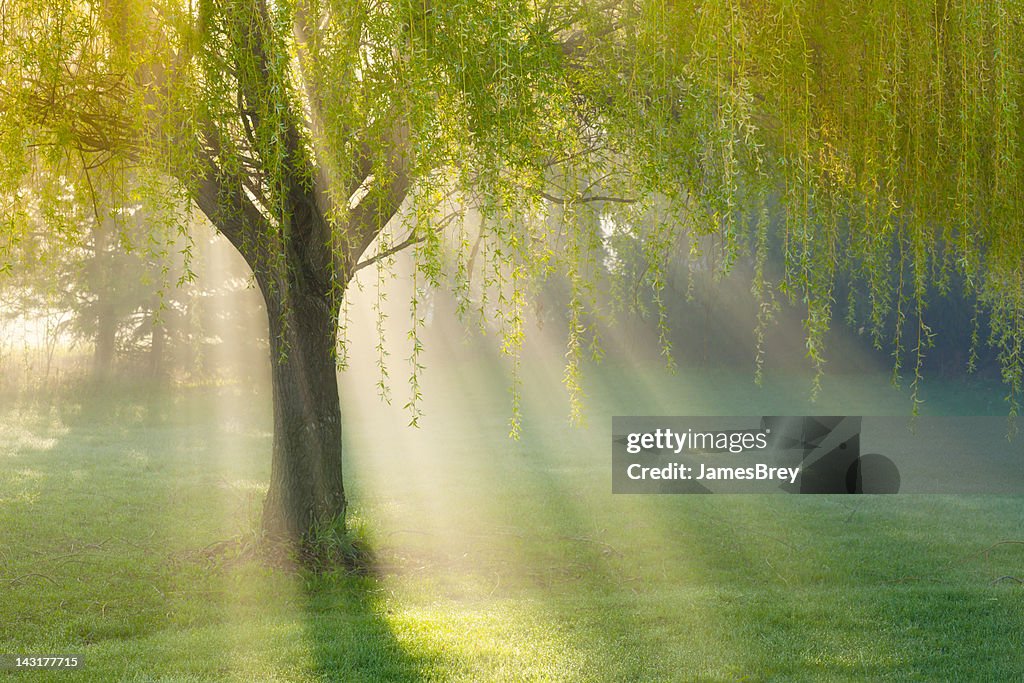 柳の木でできた朝の霧