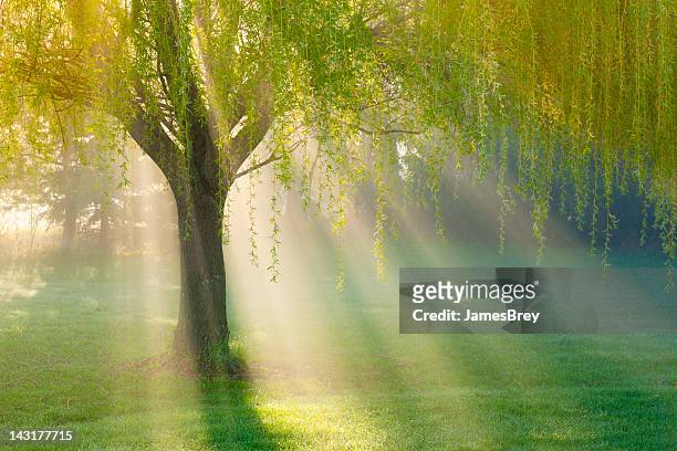 sunbeams through willow tree in morning fog - willow stock pictures, royalty-free photos & images