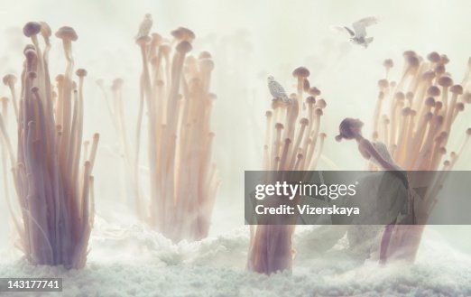 Forêt Enoki Forêt Enoki