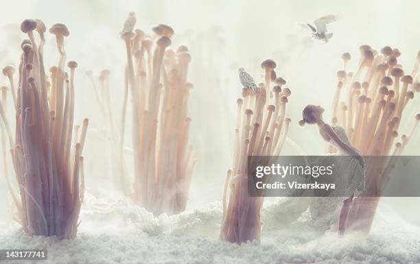 enoki forest - enoki mushroom stock pictures, royalty-free photos & images