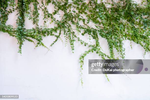 the vines have overgrown the wall - klimplant stockfoto's en -beelden