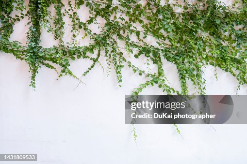 The vines have overgrown the wall