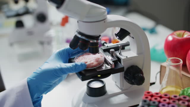 과학자는 실험실에서 현미경으로 배양 된 인공 육류 샘플을 검사하고 분석하고 있습니다.