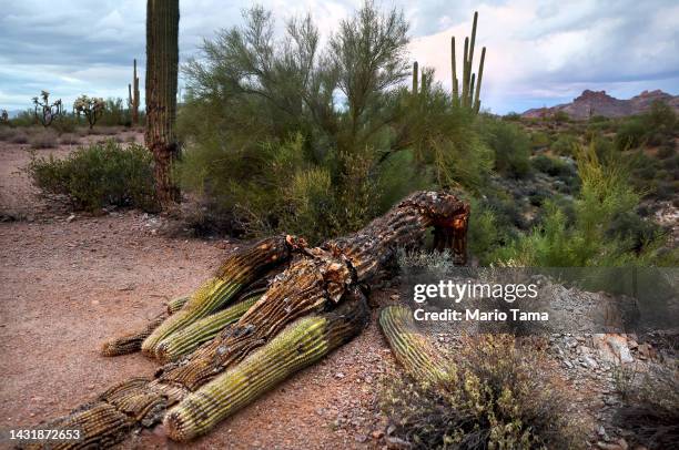 Fallen saguaro cactus decays in the Sonoran Desert on October 8, 2022 near Apache Junction, Arizona. The saguaro is the largest cactus in the nation...