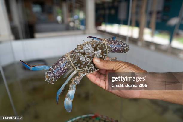 close up  blue swimming crab in fish tank at thailand street food - shrimp scampi stock-fotos und bilder