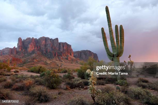 Saguaro cactus stands in the Sonoran Desert on October 8, 2022 near Apache Junction, Arizona. The saguaro is the largest cactus in the nation and an...