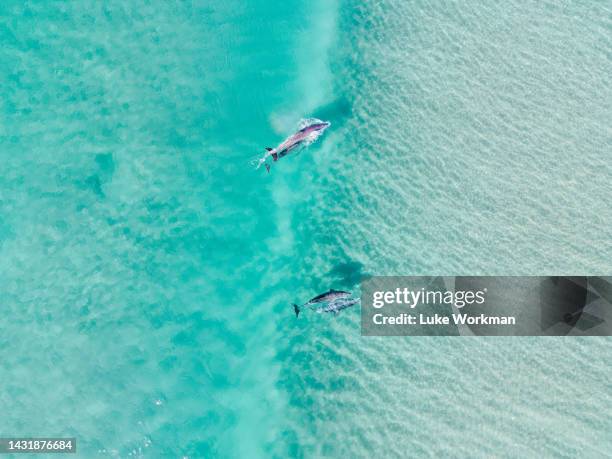 dolphins chasing bait in blue water - tropical fish stock pictures, royalty-free photos & images