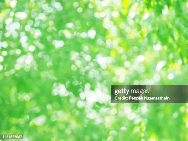 abstract white green bokeh sunlight background - lush foliage ストックフォトと画像